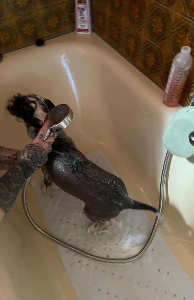 Chinese crested hårløs Sully billede 16