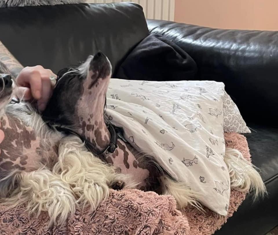 Chinese crested hårløs Sully billede 14