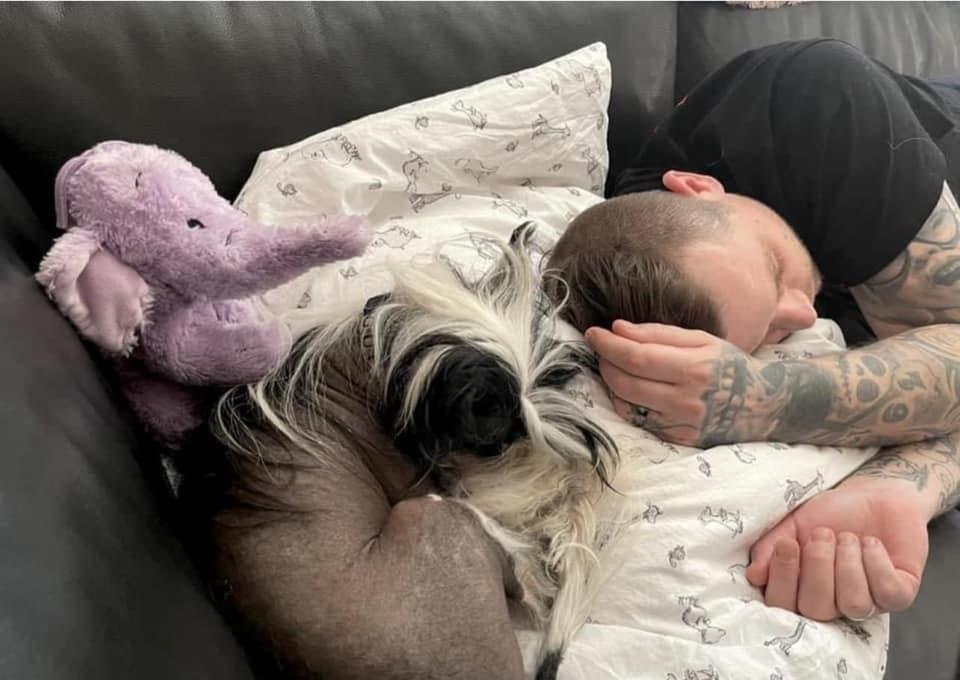 Chinese crested hårløs Sully billede 20