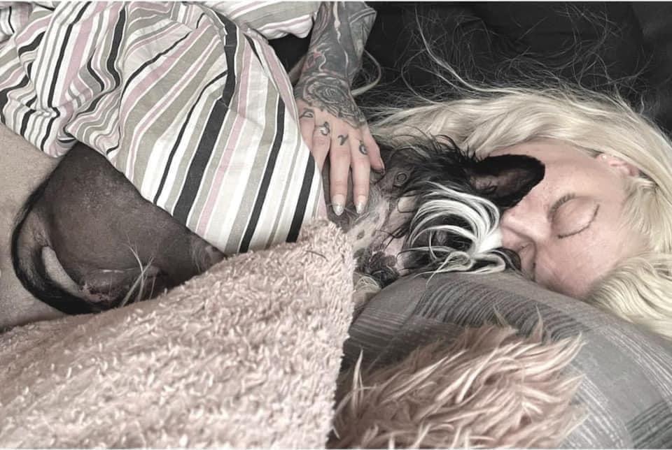 Chinese crested hårløs Sully billede 17