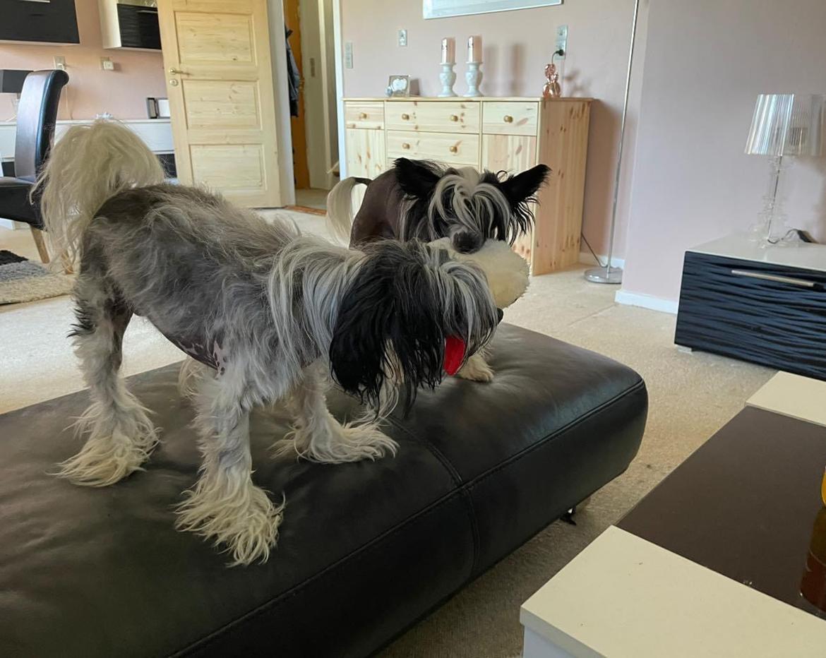 Chinese crested hårløs Sully billede 42