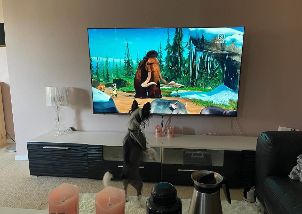 Chinese crested hårløs Sully billede 15