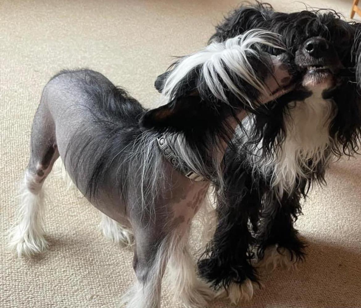 Chinese crested hårløs Sully billede 19