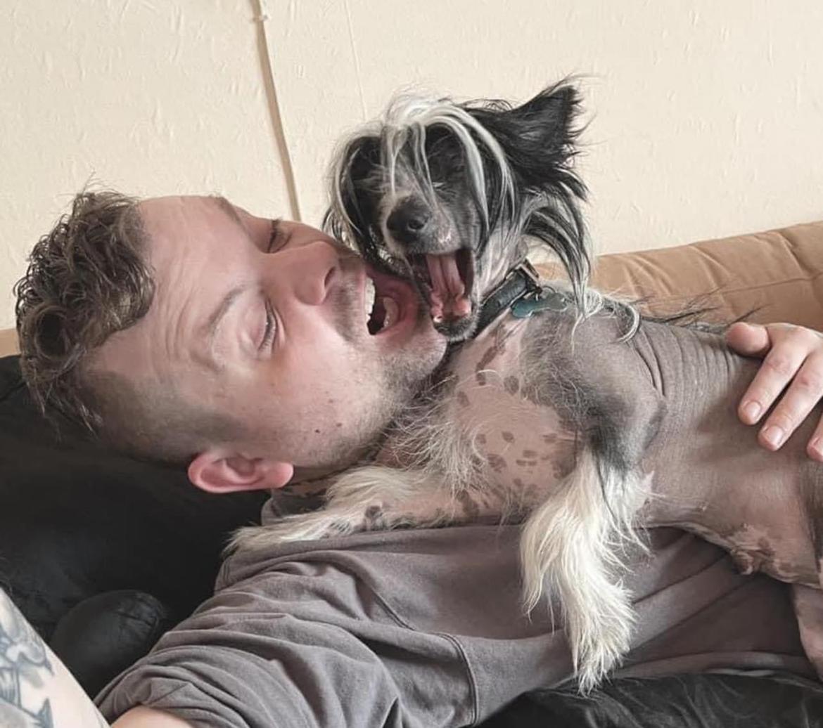 Chinese crested hårløs Sully billede 18