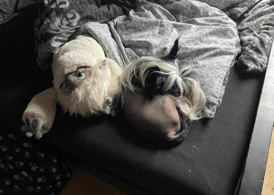 Chinese crested hårløs Sully billede 24