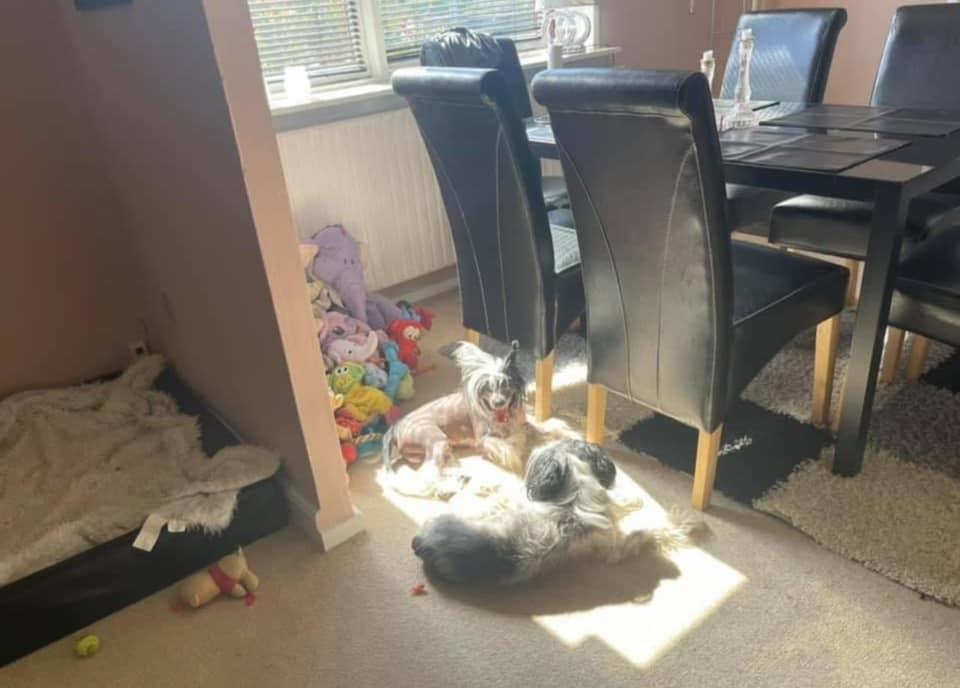 Chinese crested hårløs Sully billede 31