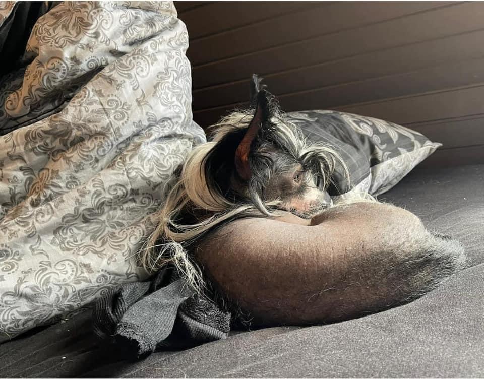 Chinese crested hårløs Sully billede 32