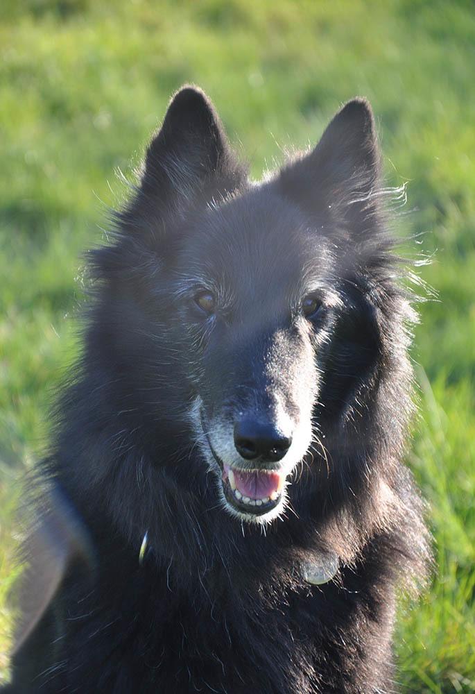 Groenendael Lia - Lidt grå om mulen, men 13 år og topfit med hvalpeflip og fuld fart over feltet. :) billede 29