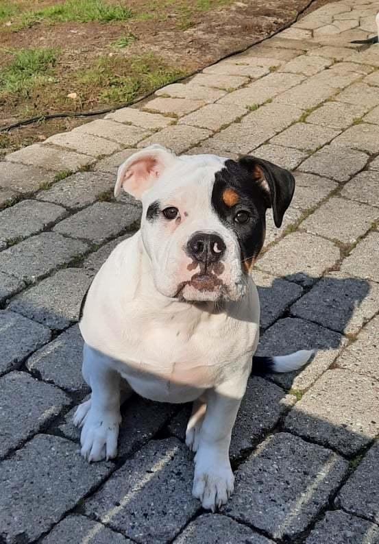 Olde english bulldogge Purple billede 2