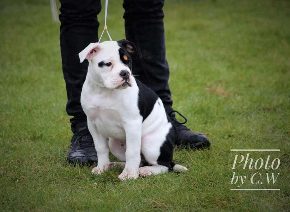 Olde english bulldogge Purple billede 3