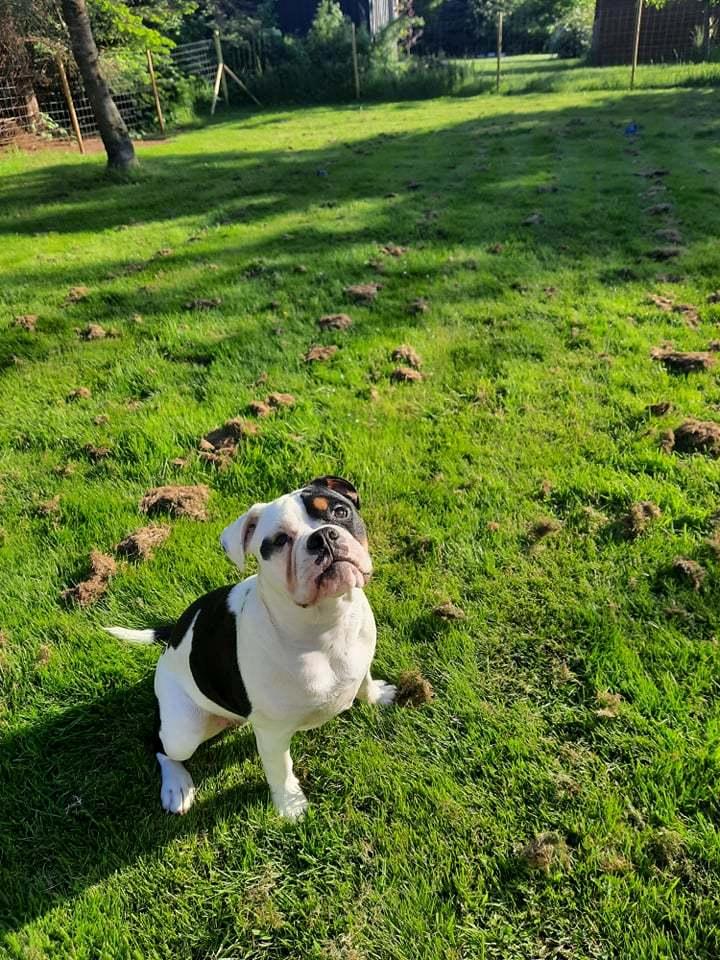 Olde english bulldogge Purple billede 4