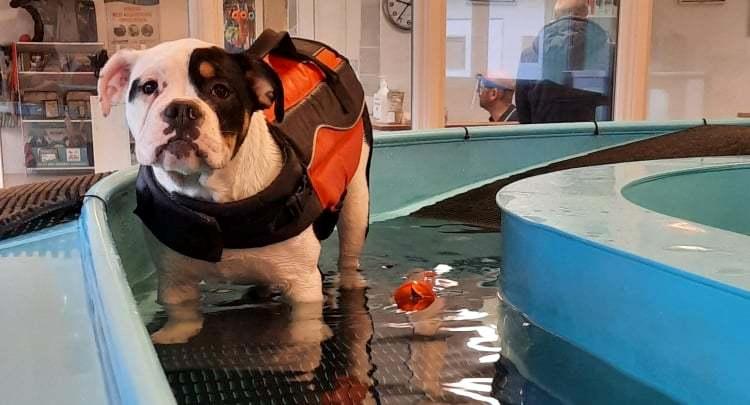 Olde english bulldogge Purple billede 6