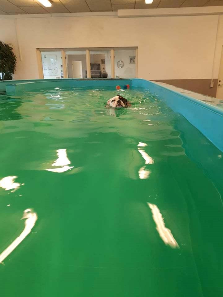 Olde english bulldogge Purple billede 8