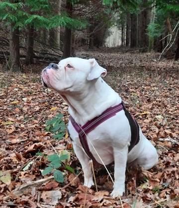 Olde english bulldogge Lotus billede 3