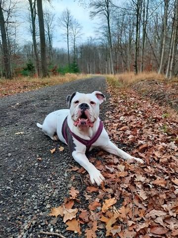 Olde english bulldogge Lotus billede 4