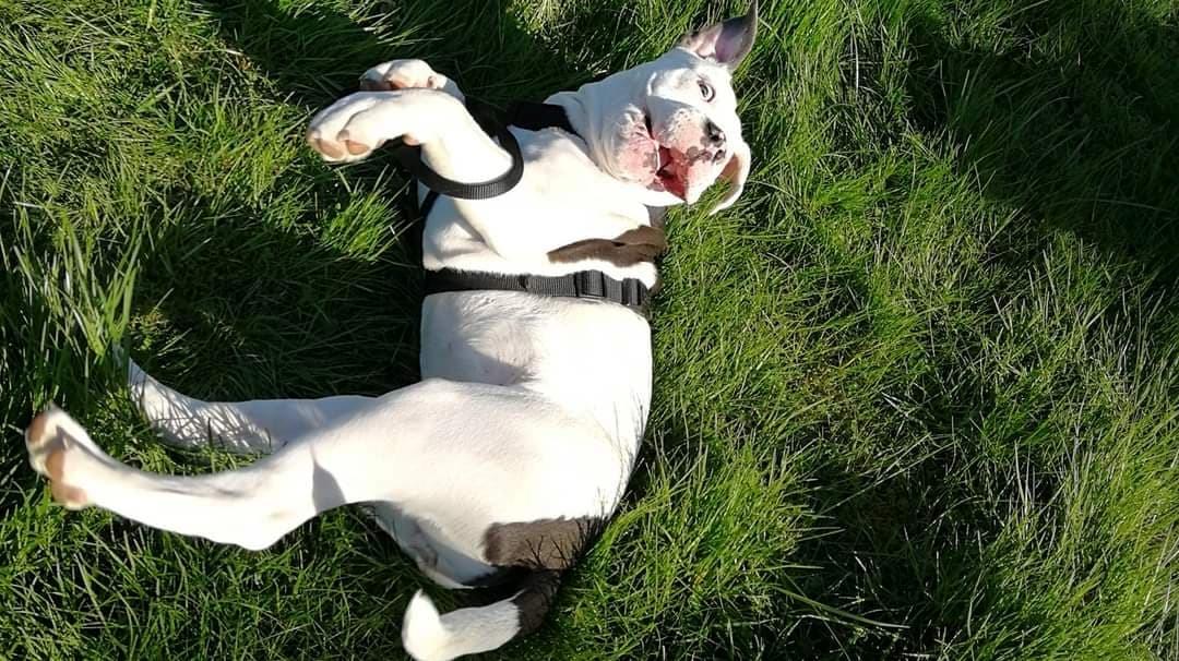 Olde english bulldogge Lotus billede 5