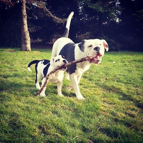 Olde english bulldogge Lotus billede 6