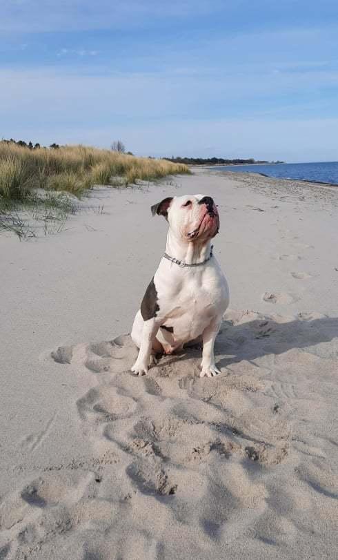 Olde english bulldogge Lotus billede 2