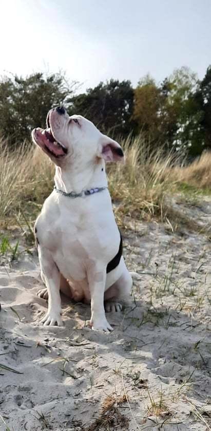Olde english bulldogge Lotus billede 1