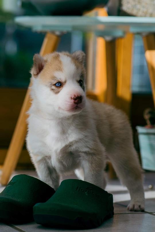 Siberian husky Mesmocan Red Sixteen (Luna)  billede 3