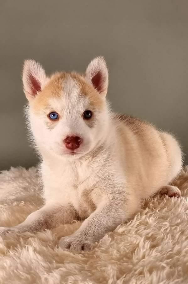 Siberian husky Mesmocan Red Sixteen (Luna)  billede 5