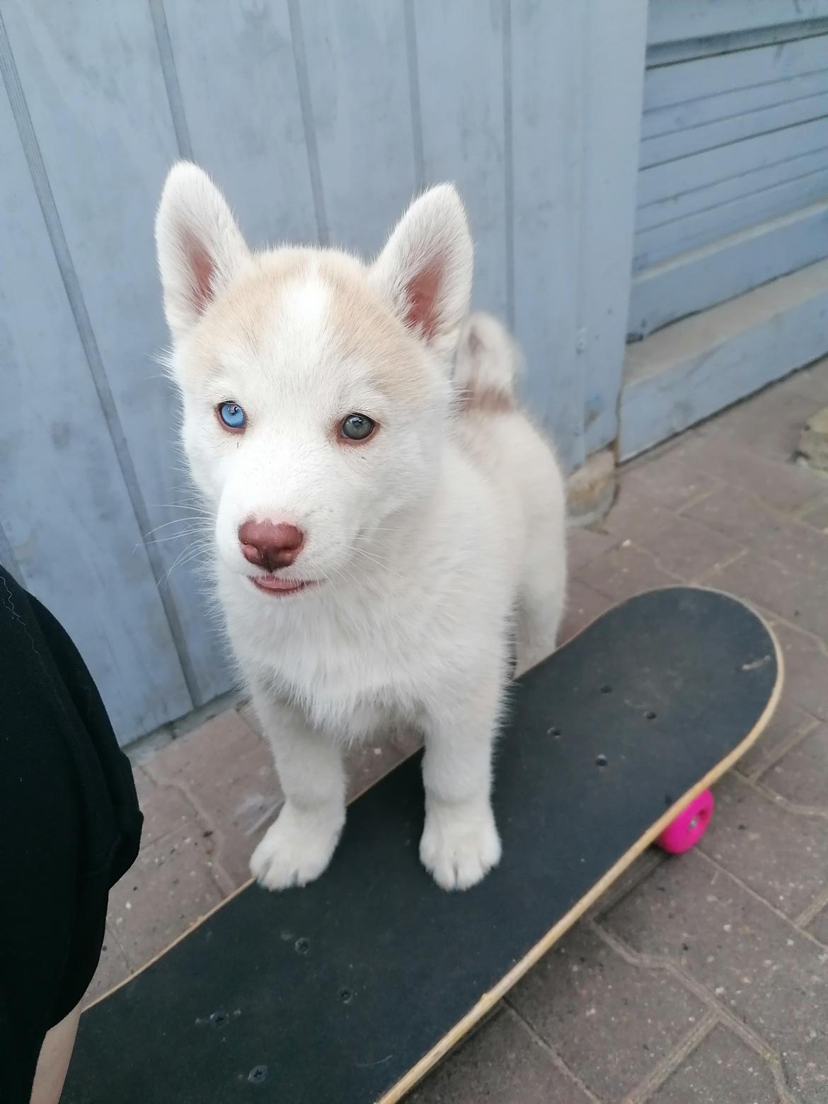 Siberian husky Mesmocan Red Sixteen (Luna)  billede 7