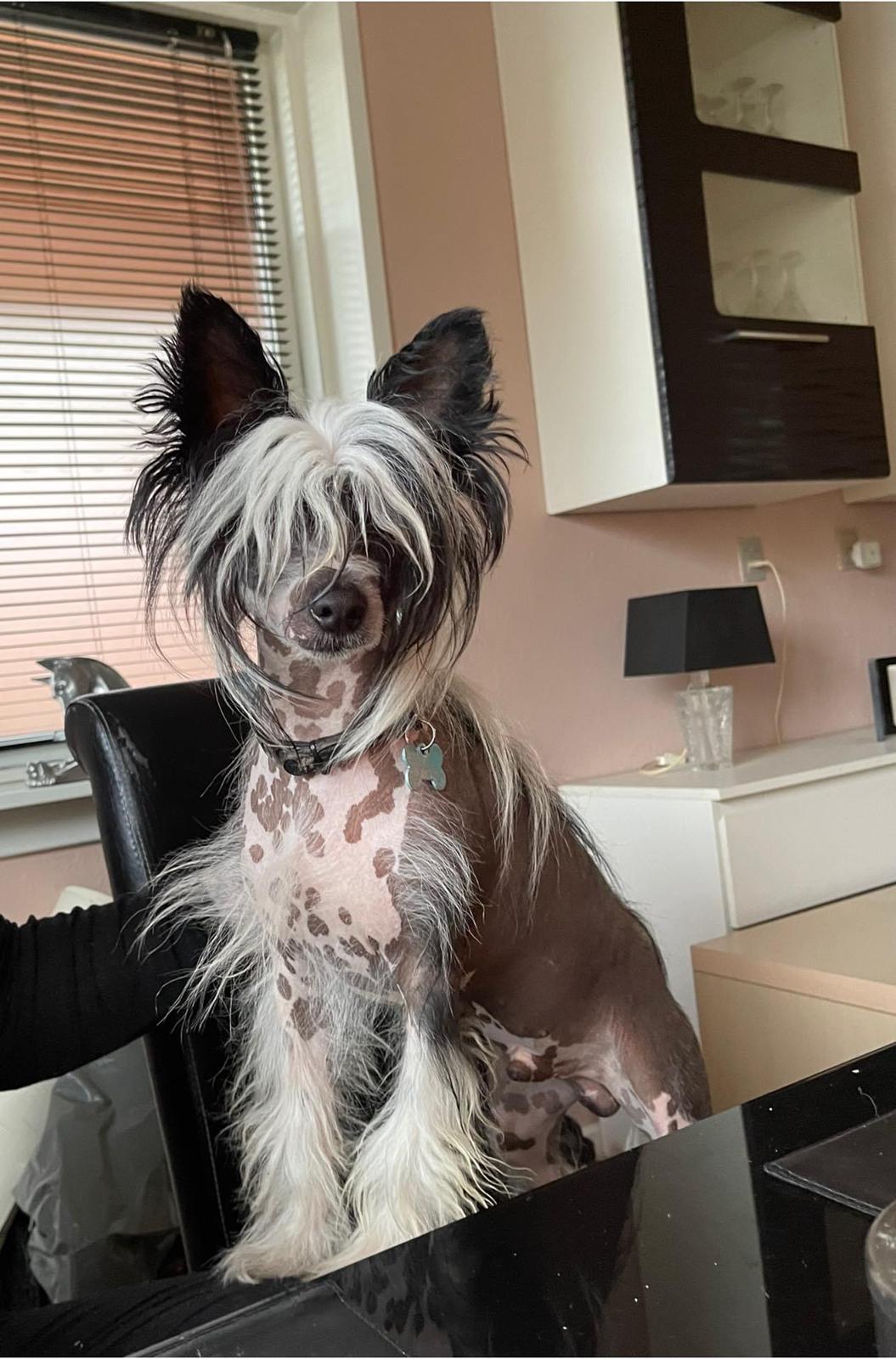 Chinese crested hårløs Sully billede 33