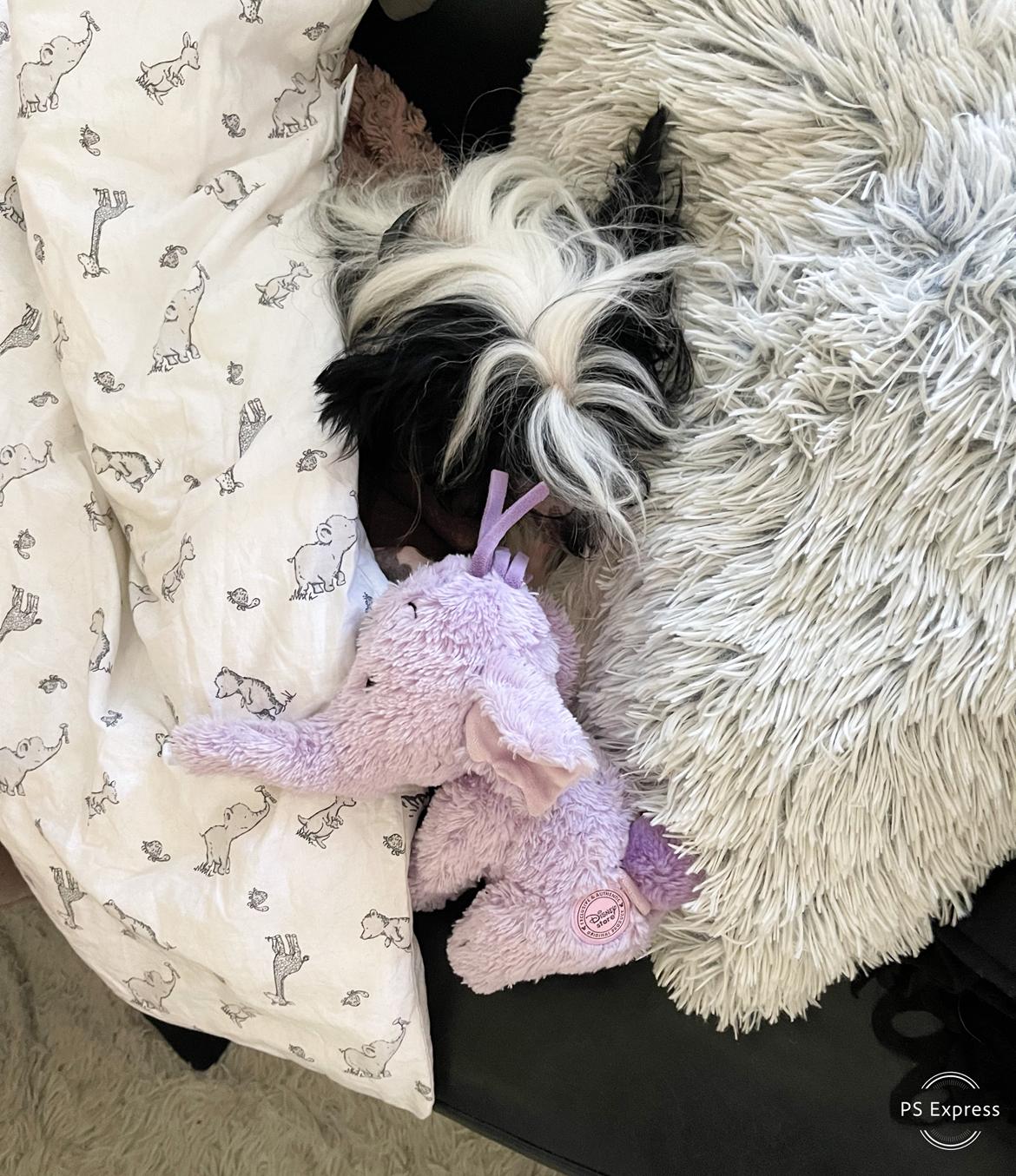 Chinese crested hårløs Sully billede 34