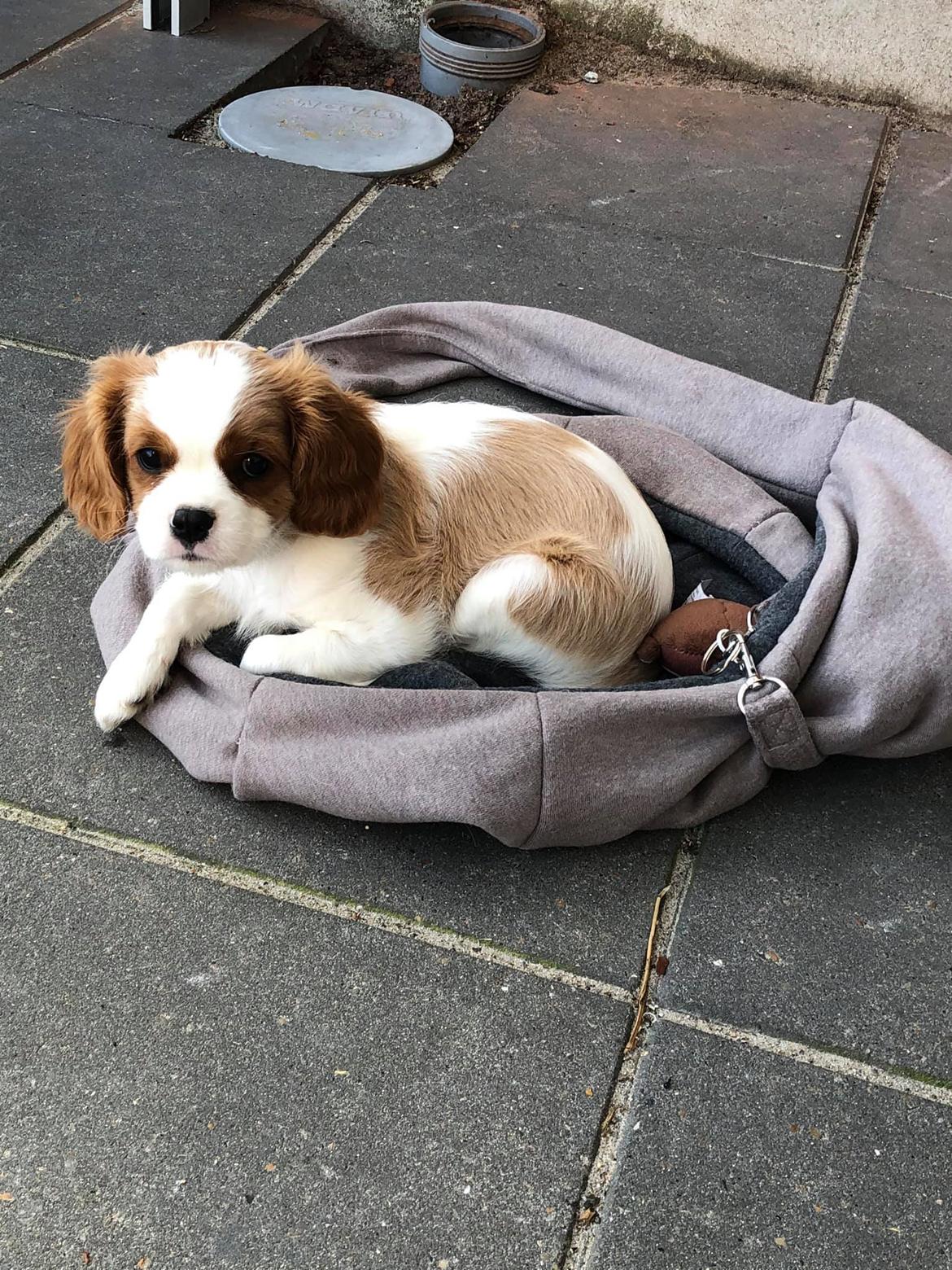 Cavalier king charles spaniel Nuggi billede 9