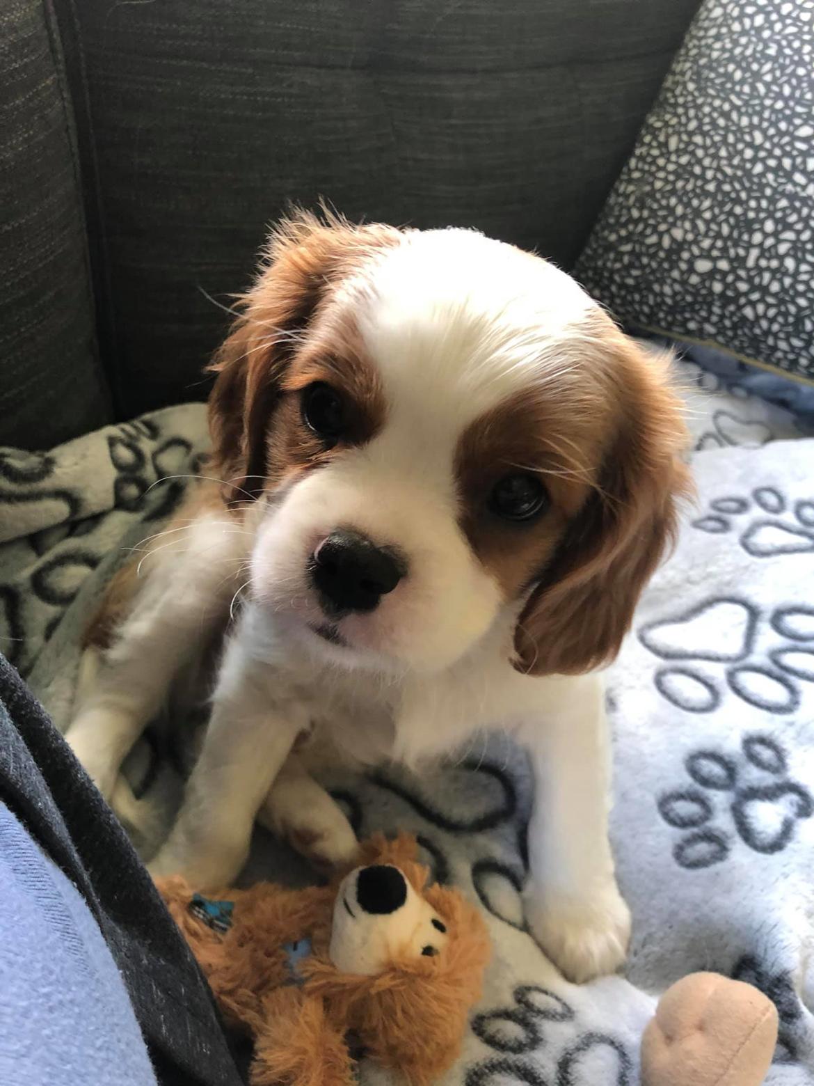 Cavalier king charles spaniel Nuggi billede 10