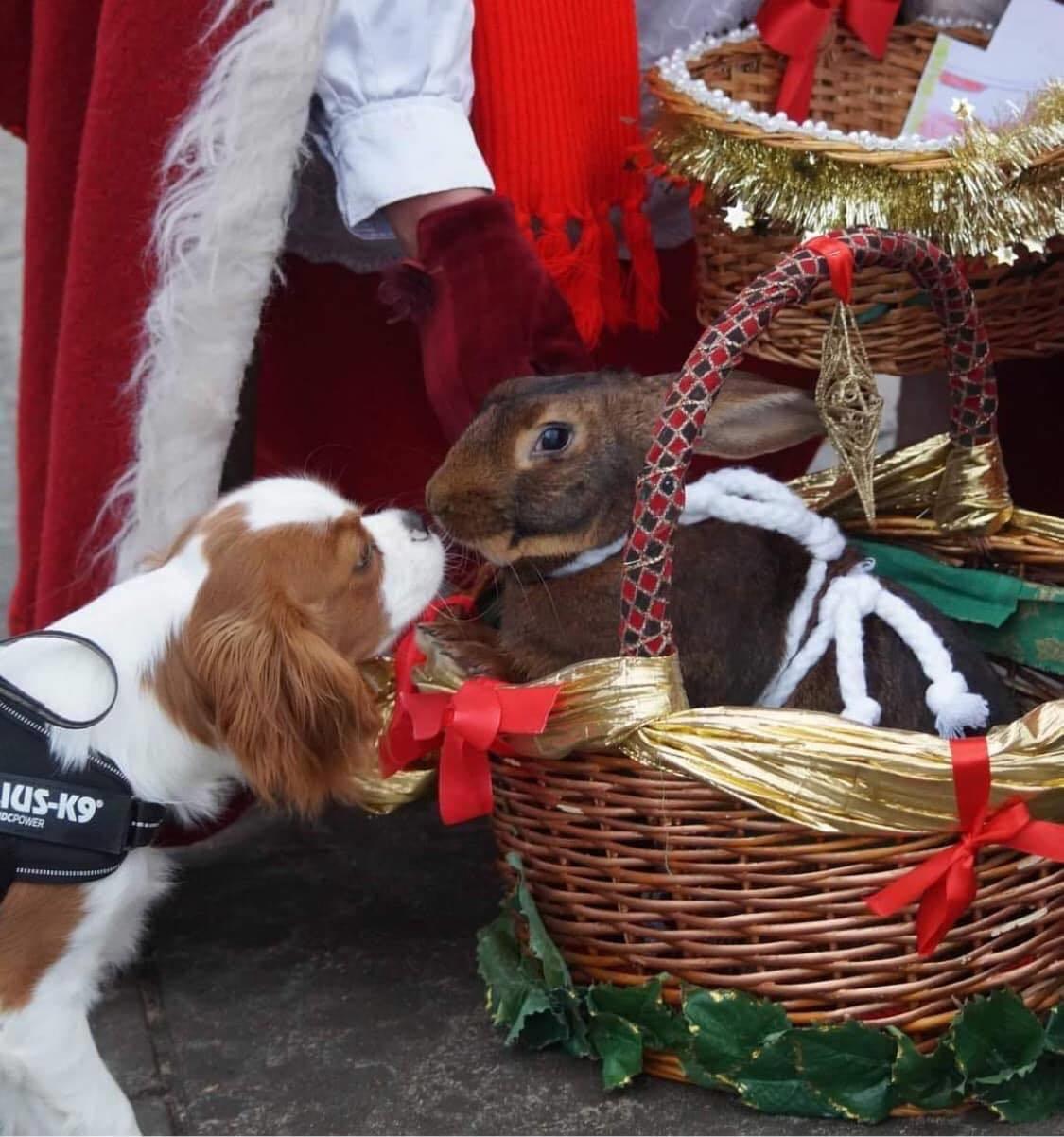 Cavalier king charles spaniel Nuggi billede 6