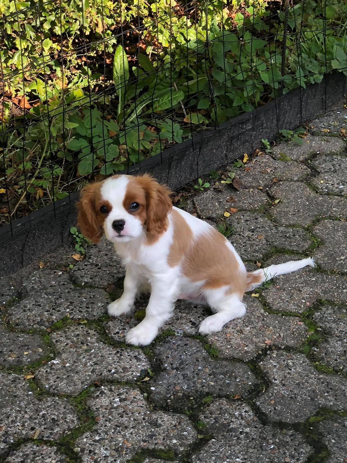 Cavalier king charles spaniel Nuggi billede 14