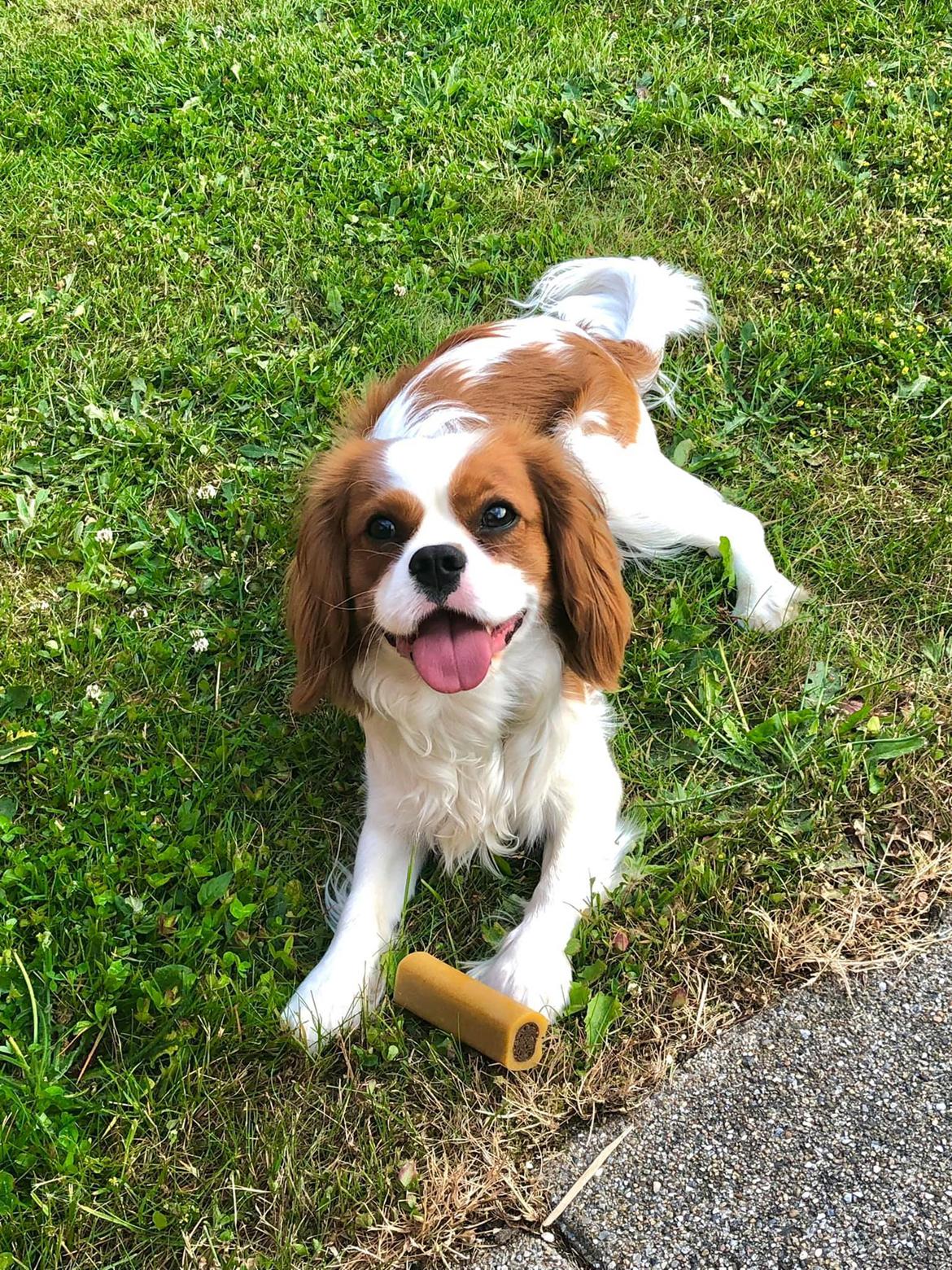 Cavalier king charles spaniel Nuggi billede 2