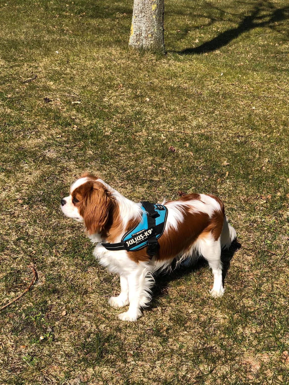 Cavalier king charles spaniel Nuggi billede 15