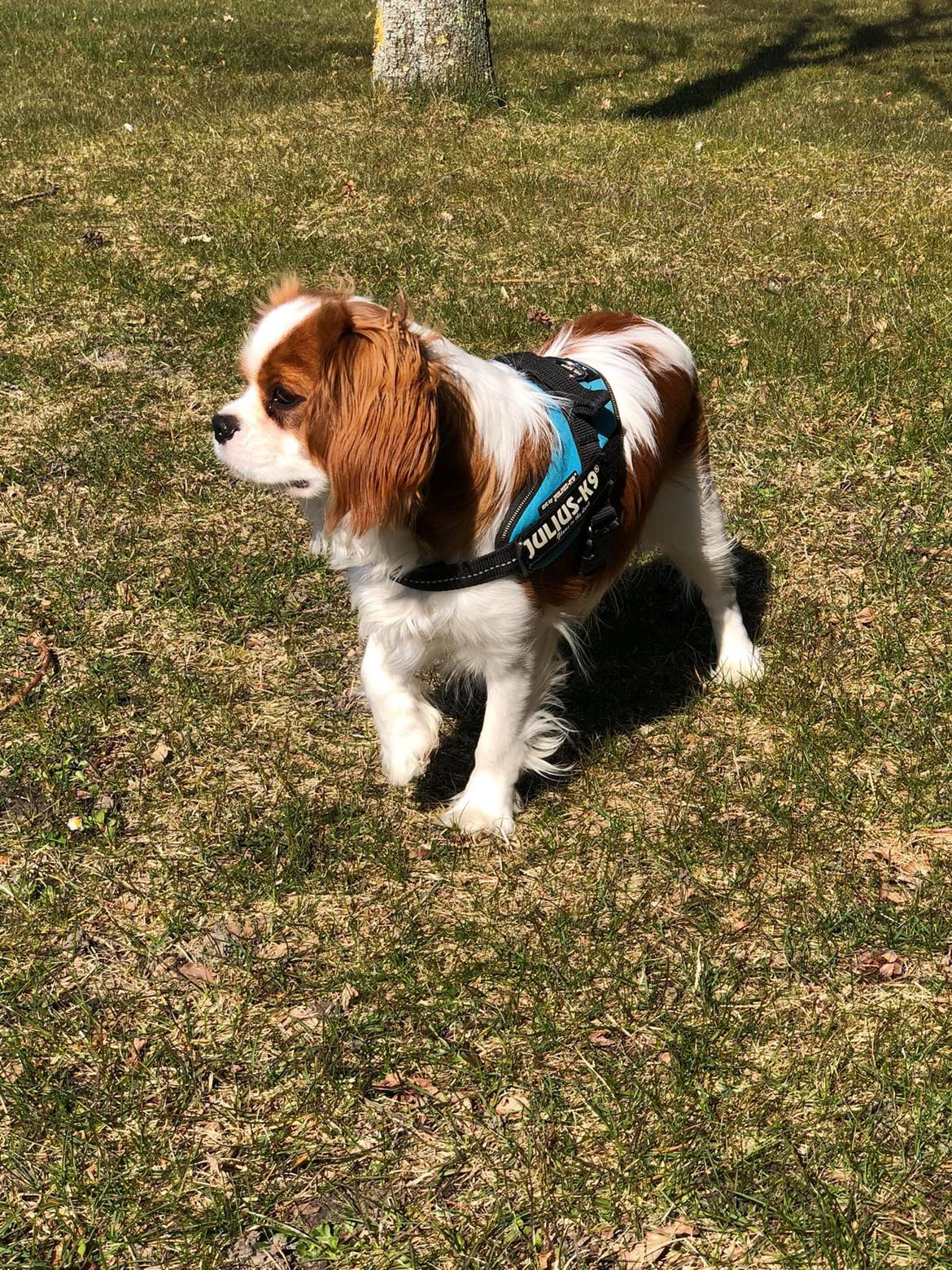 Cavalier king charles spaniel Nuggi billede 3