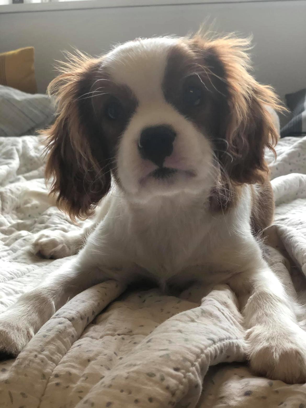 Cavalier king charles spaniel Nuggi billede 18