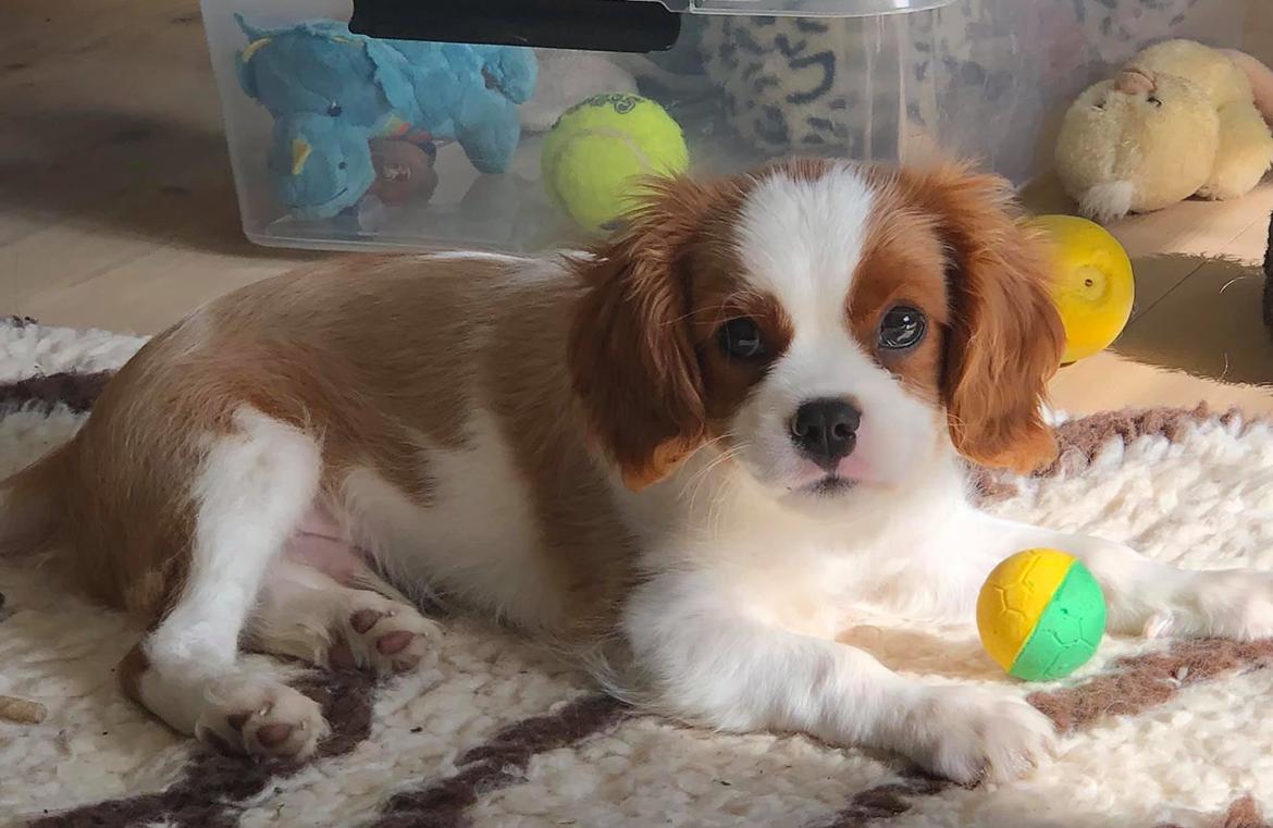 Cavalier king charles spaniel Nuggi billede 21