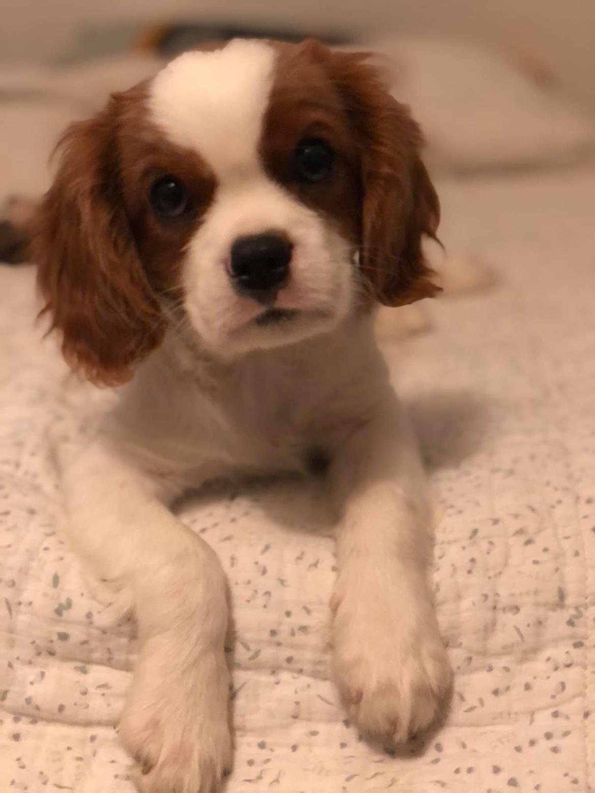 Cavalier king charles spaniel Nuggi billede 23