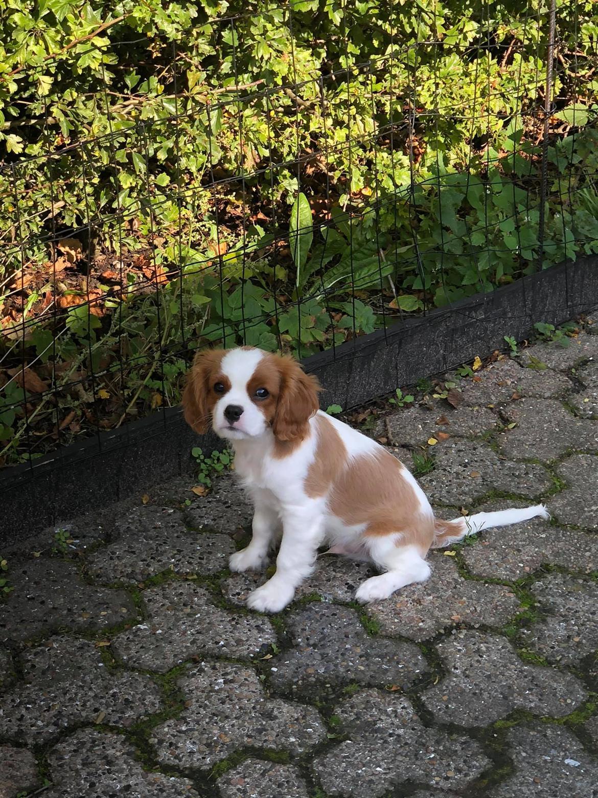 Cavalier king charles spaniel Nuggi billede 24