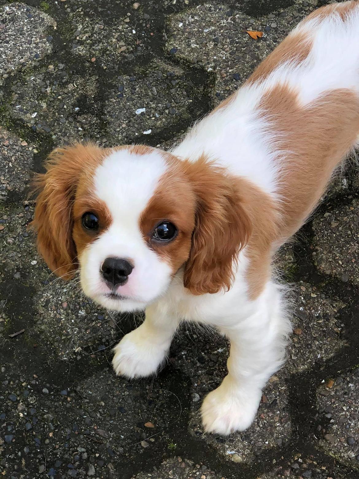 Cavalier king charles spaniel Nuggi billede 26