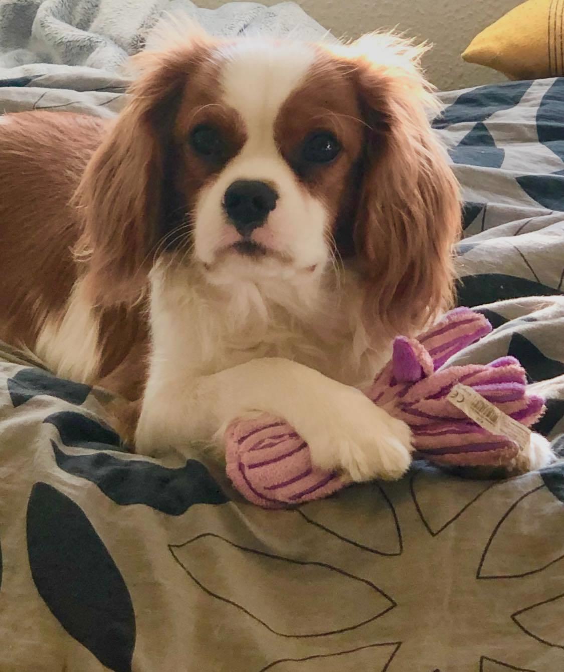 Cavalier king charles spaniel Nuggi billede 4