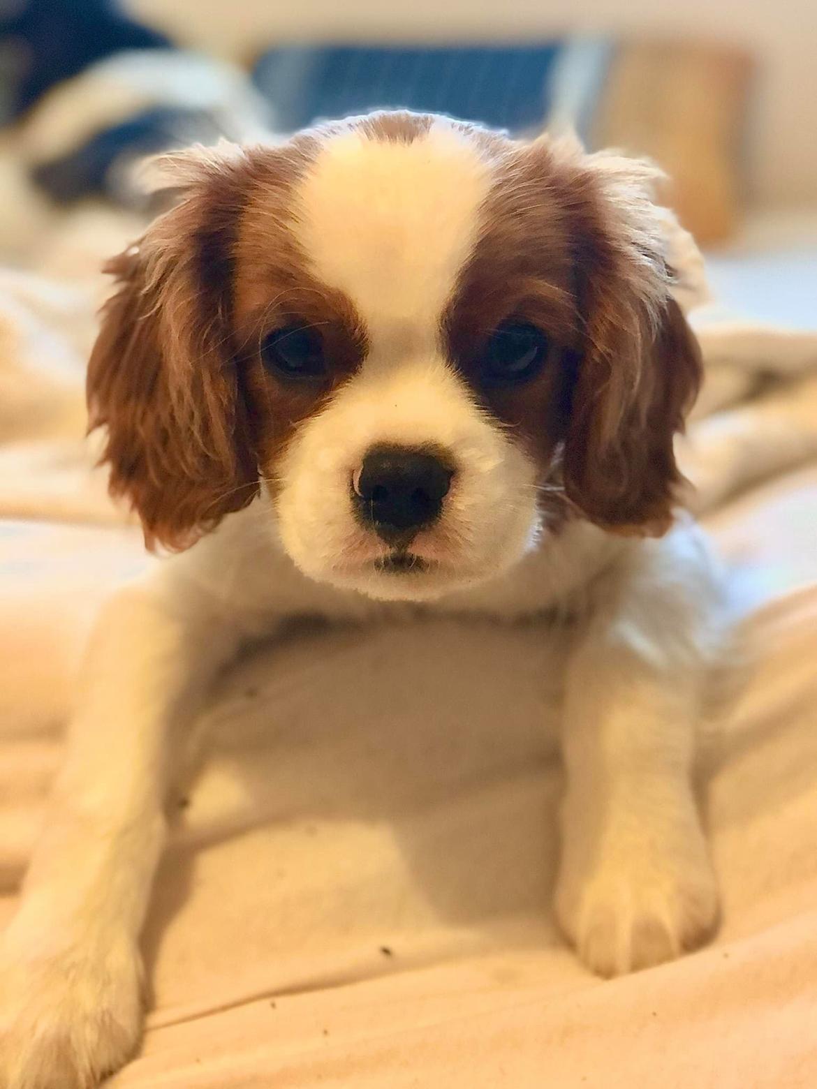 Cavalier king charles spaniel Nuggi billede 27