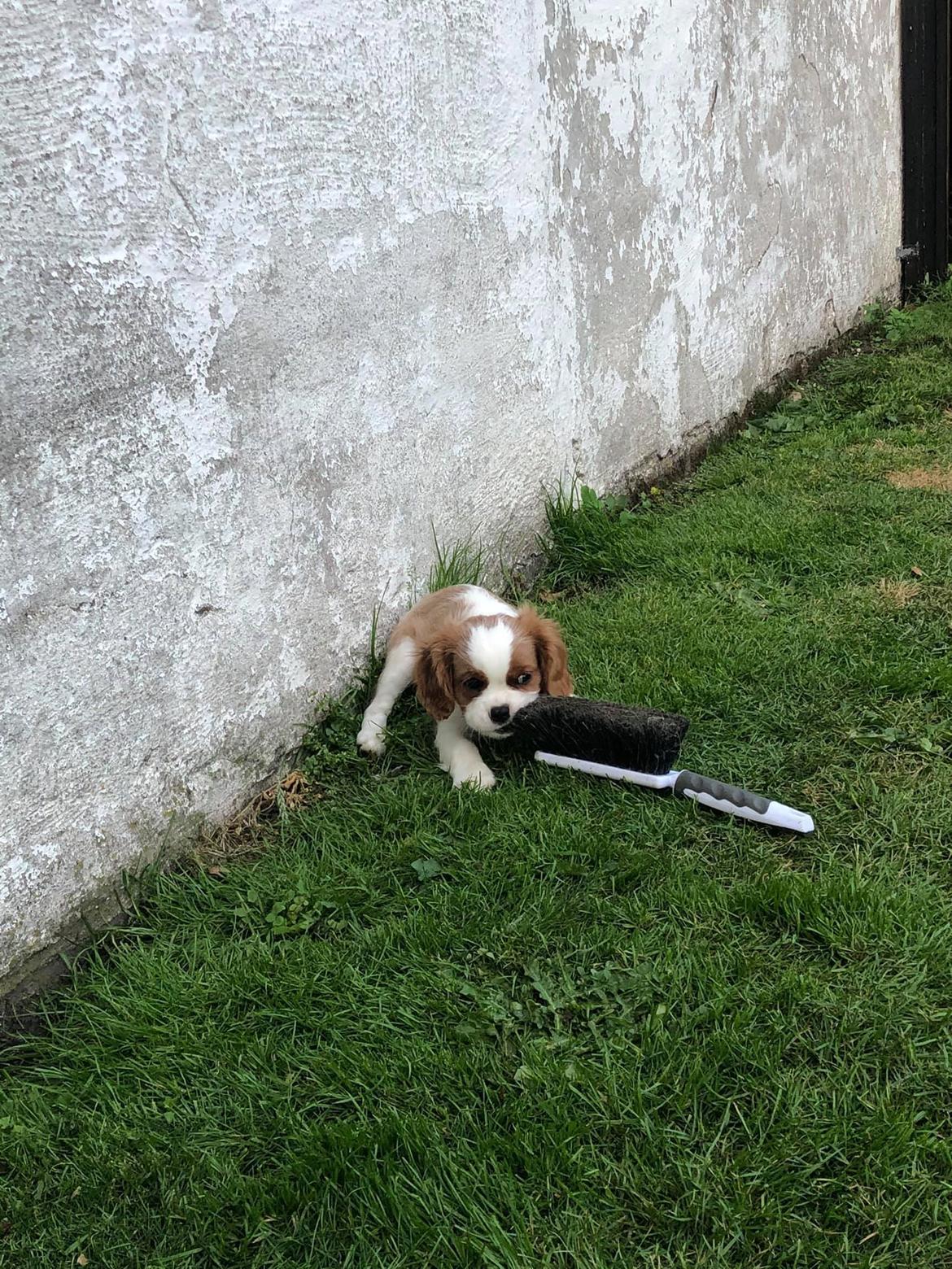 Cavalier king charles spaniel Nuggi billede 19