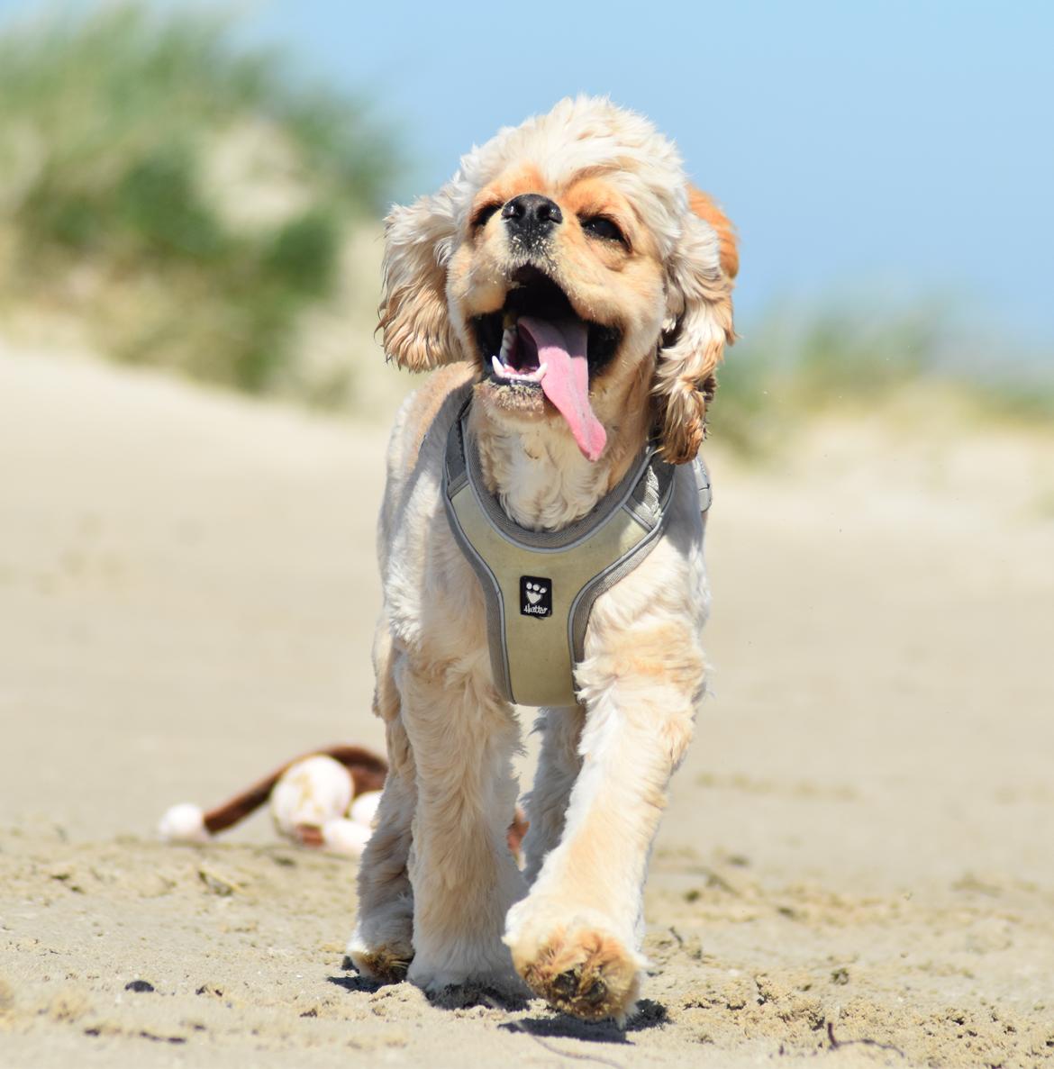 Amerikansk cocker spaniel Viggo Pedersen  billede 30