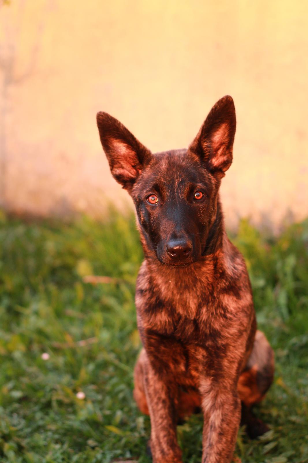 Hollandsk hyrdehund Jessie - 4 mdr i aften solen på Strandgården billede 18