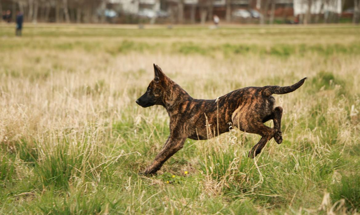 Hollandsk hyrdehund Jessie - 3 mdr billede 39