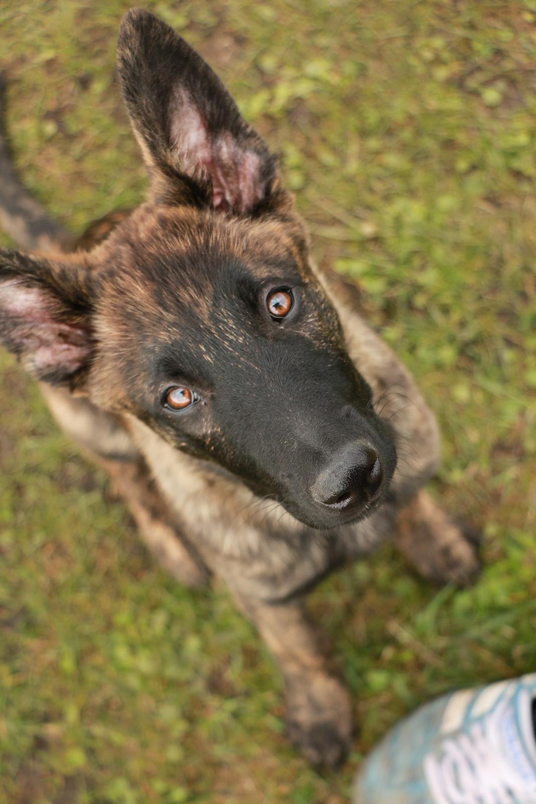 Hollandsk hyrdehund Jessie - 3 mdr under oplæring som fedterøv billede 29