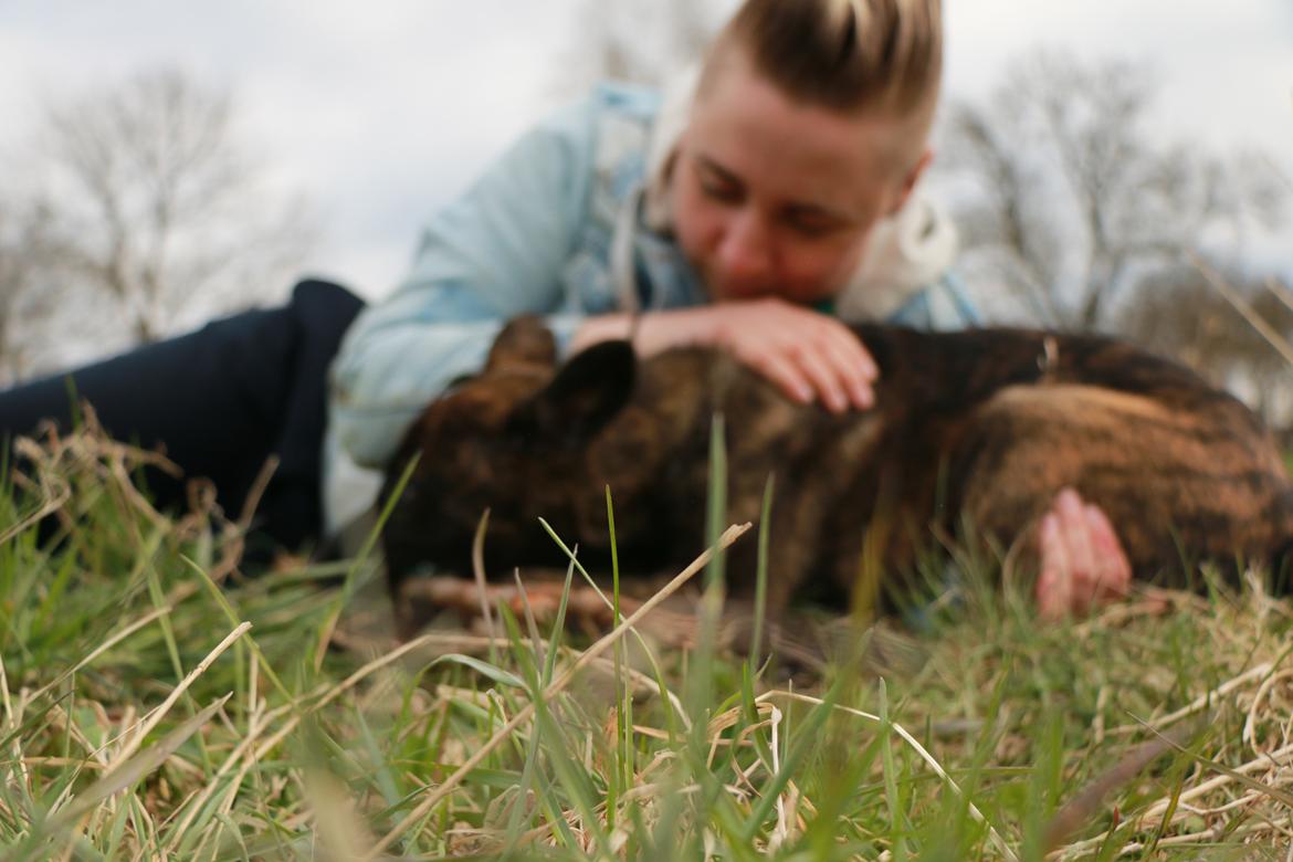 Hollandsk hyrdehund Jessie - Den bedste billede 41