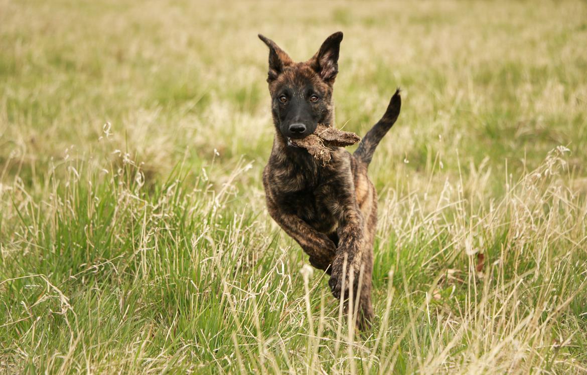 Hollandsk hyrdehund Jessie - Den store jæger har nedlagt et stykke jord.. 3 mdr billede 38