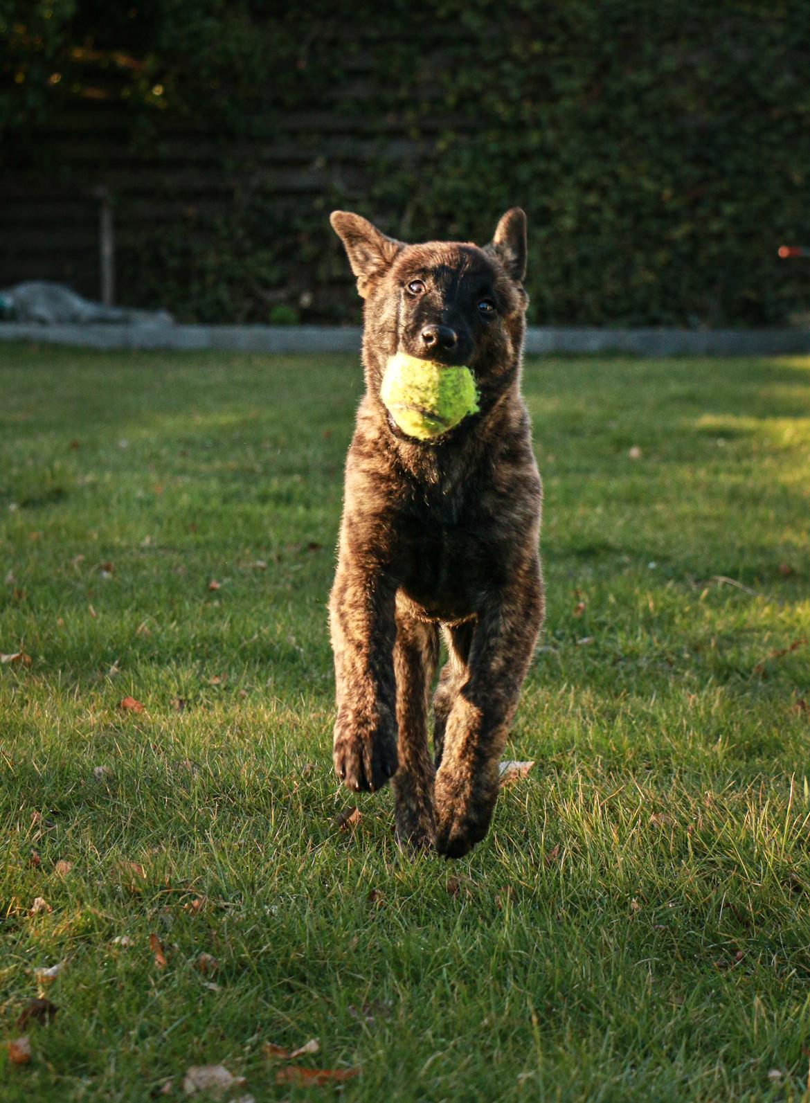 Hollandsk hyrdehund Jessie - 9,5 uger med sin første bold billede 46